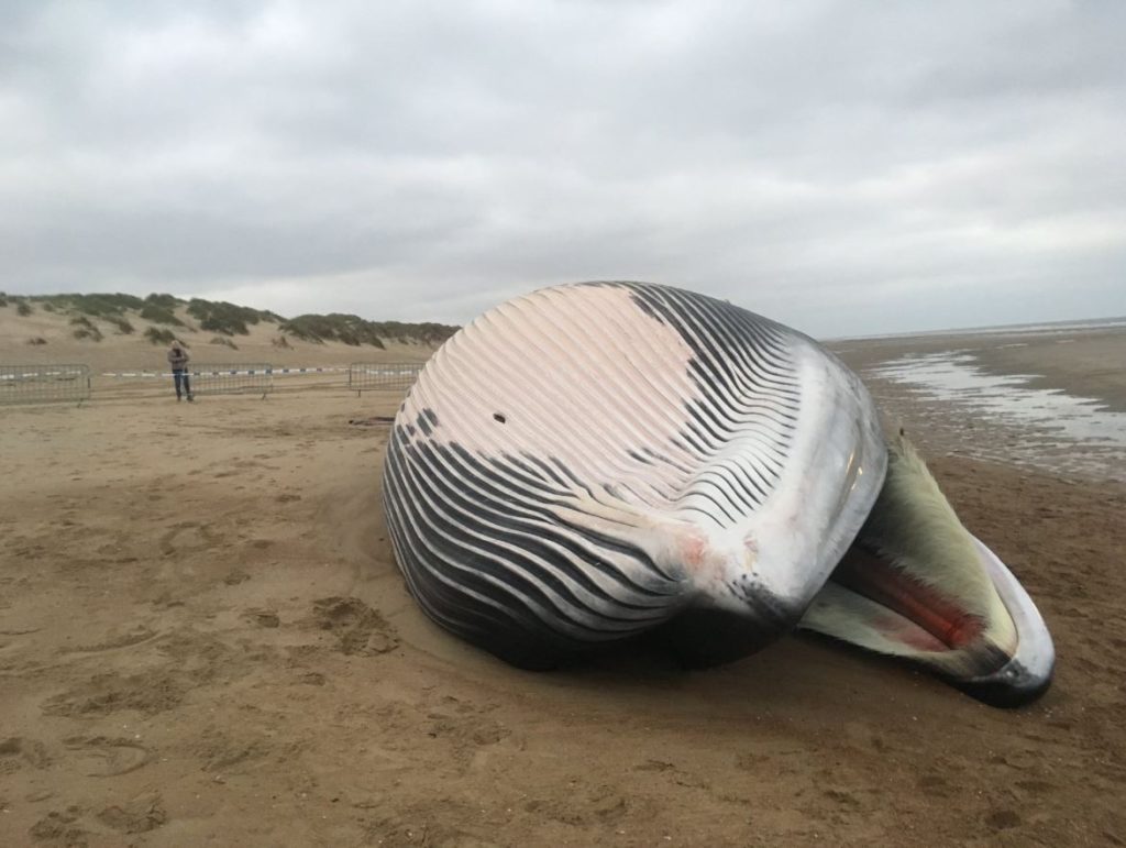 Whale beached at De Haan