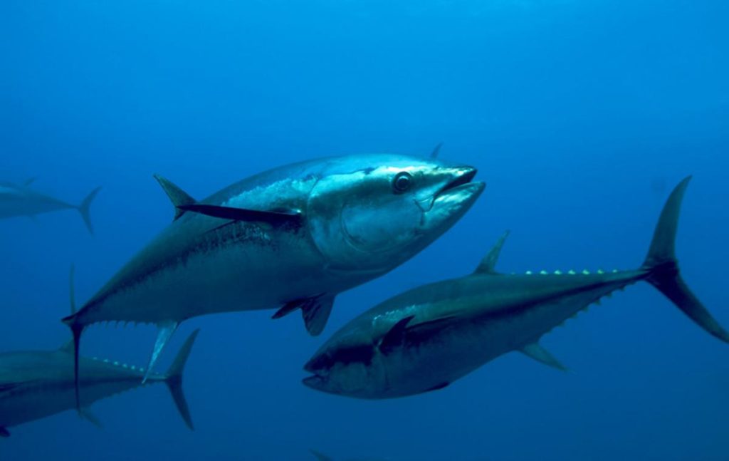 ICCAT: chances of preserving bigeye tuna dwindle