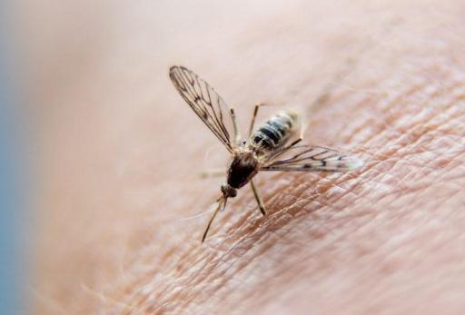 Tiger mosquitos spotted in five locations in Belgium