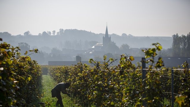 With 1.32 million bottles, Walloon wine breaks all records