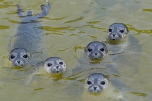 Baby seals communicate like humans, VUB research shows
