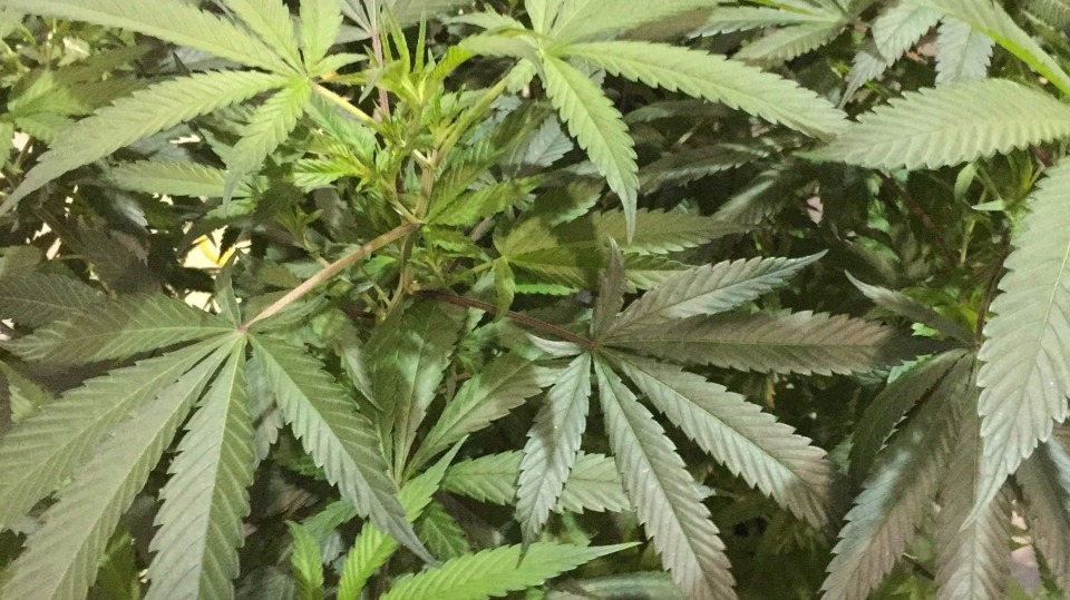 Cannabis plantation discovered after fire in flat in Brussels