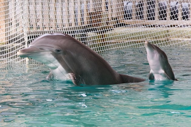 Boudewijn Seapark in Bruges under fire for offer of photo-shoot with dolphins