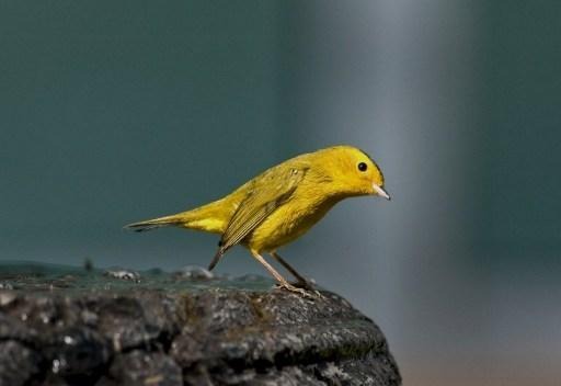 2,000 canaries free to go to Pairi Daiza