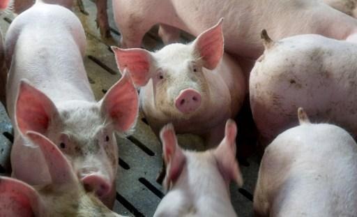 Greenpeace determines 70% of Belgian pork and poultry comes from “mega-farm” operations