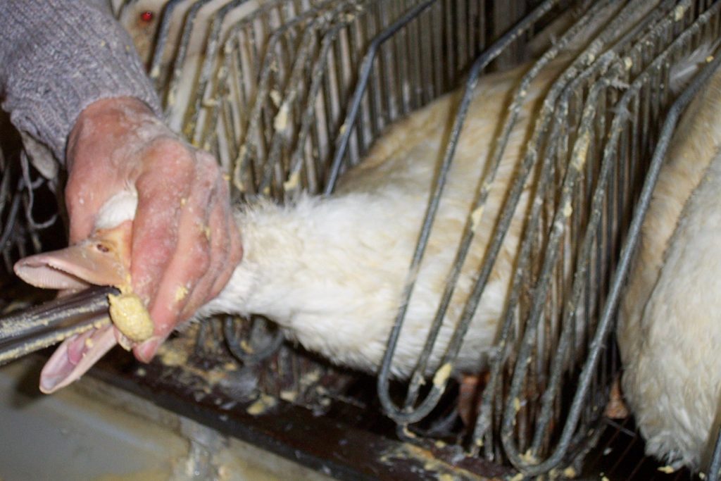 Flanders bans breeding animals for fur and tube-feeding for foie gras