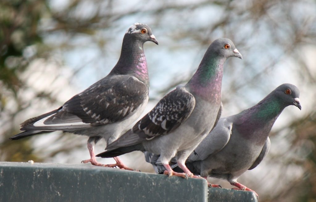 Brussels faces pigeon population problem