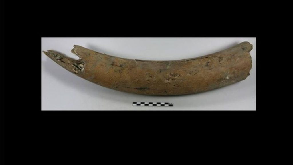 Mammoth tusk dug up in Schaerbeek