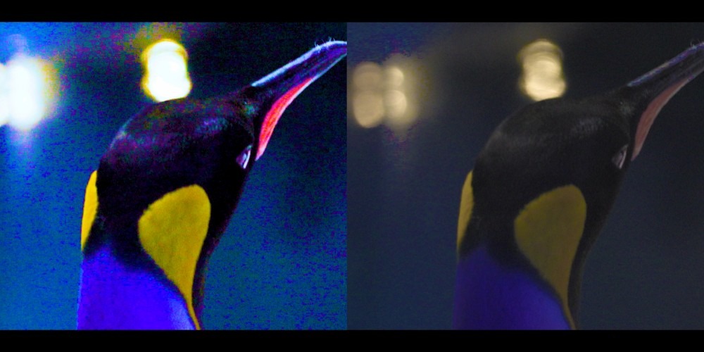 uv-bij-pinguins-1b-1.jpg