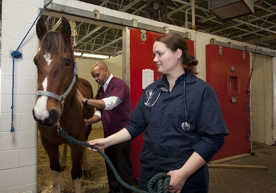 Europe approves stem cell therapy for horses, Belgian company takes the lead