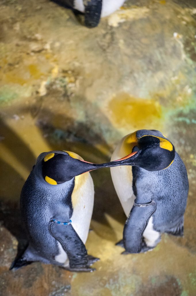 Antwerp Zoo encourages mating of penguins with a special light effect
