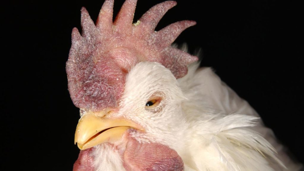 Poultry and pigeon holders warned of potential spread of contagious disease