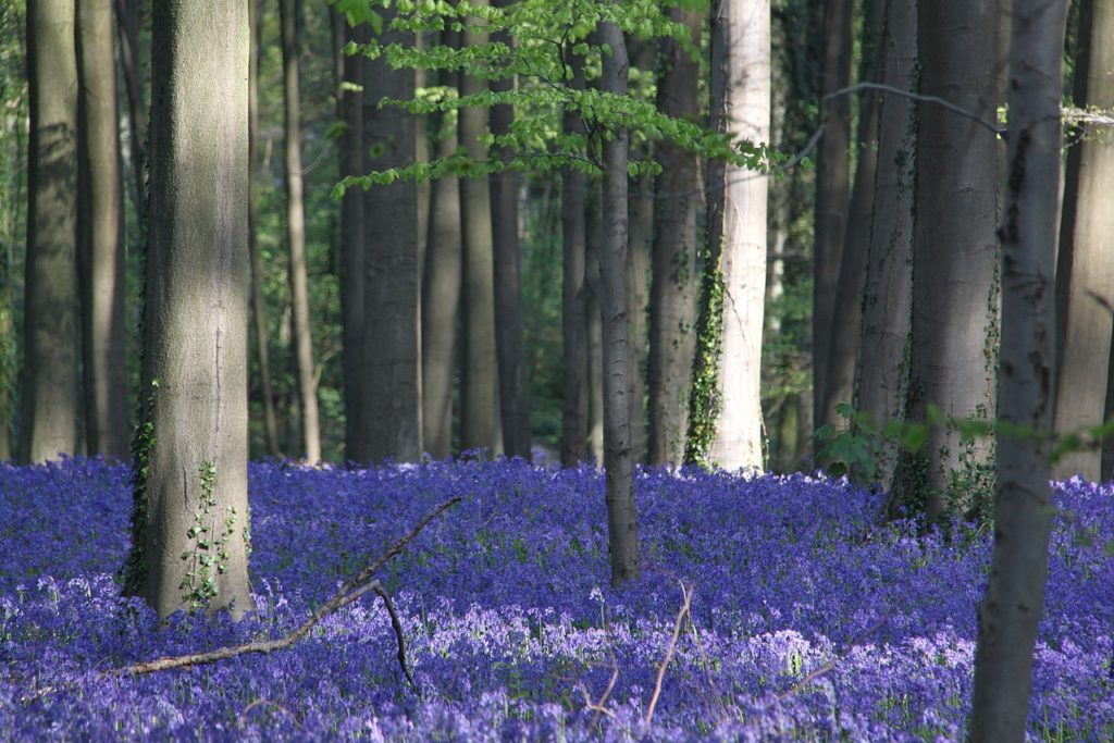 Stewards assigned to keep visitors to Hallerbos on the beaten track