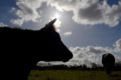 Meat from sick cows may be on supermarket shelves, Animal Rights warns