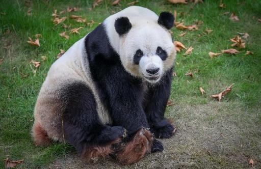 Hao Hao, Pairi Daiza's female panda, successfully inseminated