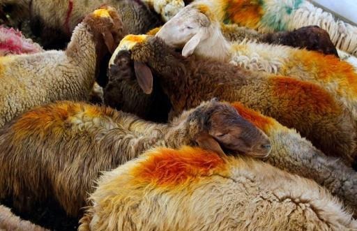 Belgian ban on slaughter without stunning referred to European Court of Justice