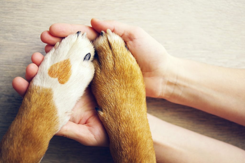 Wallonia launches animal adoption site