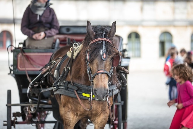 Ghent will ban horse-drawn carriages in city centre from 2020