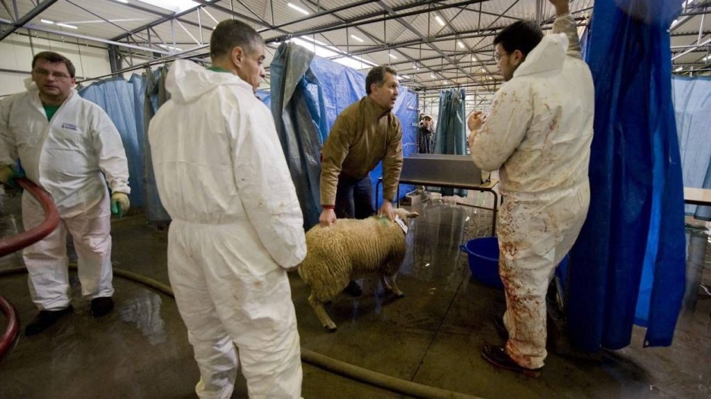 Molenbeek seeks to open temporary slaughterhouse for Muslim holiday