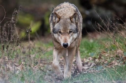 Growing wolf population sees Germany relax hunting rules