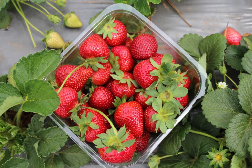 Namur enterprise dreams of pesticide-free Strawberry Fields