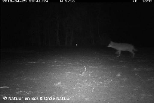 Another wolf spotted in Belgium