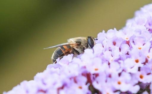 Declining bee population threatens world food security, says FAO