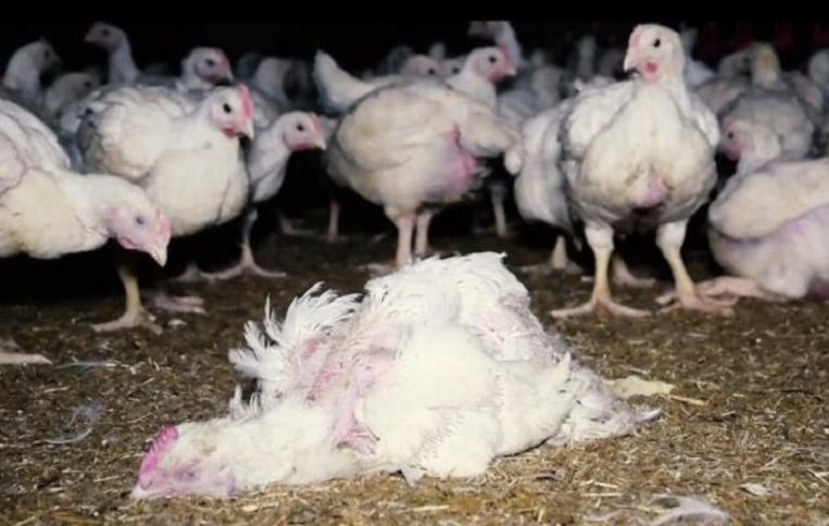 Animal rights organisation accused chicken restaurant 'Poule et Poulette', but filmed wrong farm