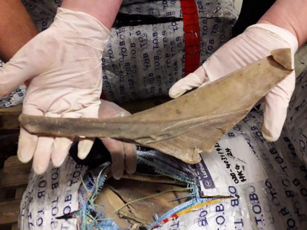 More than a ton of shark fins seized at Brussels Airport