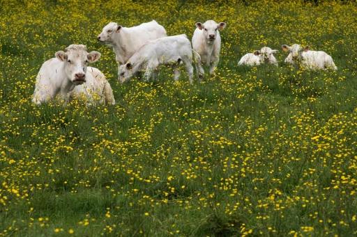 Record drop in antibiotic use in livestock farming