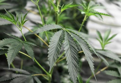 Belgium enforces stricter rules on legal marijuana sales