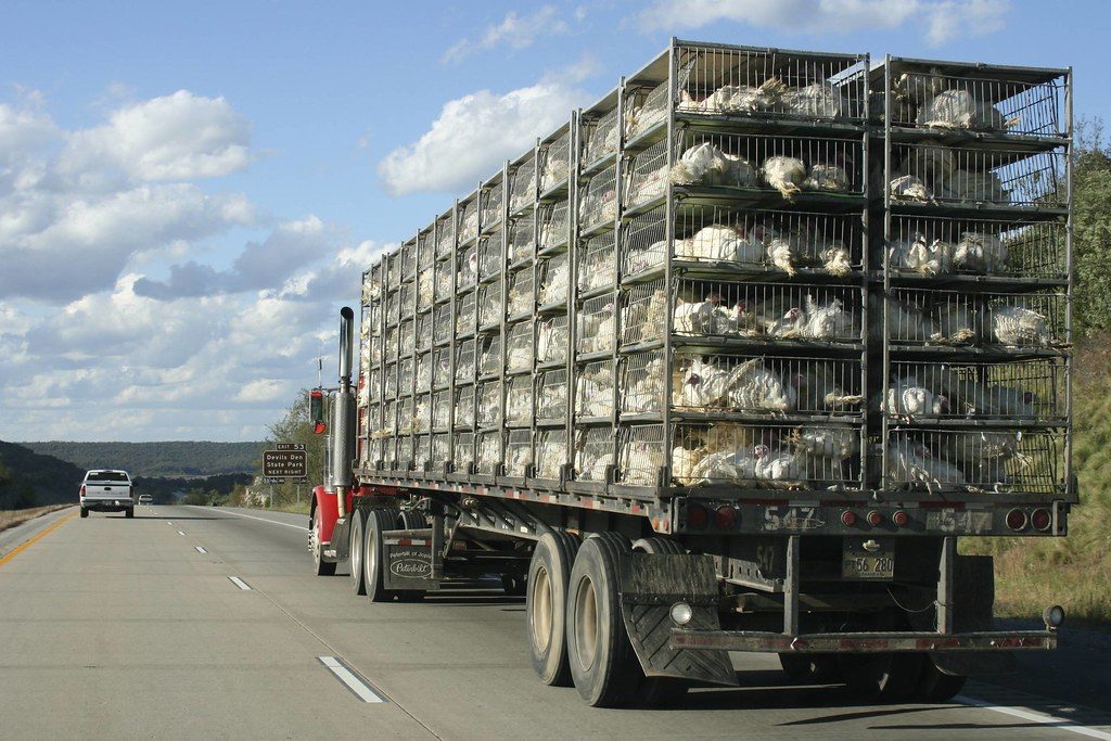 Transported chickens are dying before they reach abattoirs, says Belgian animal association