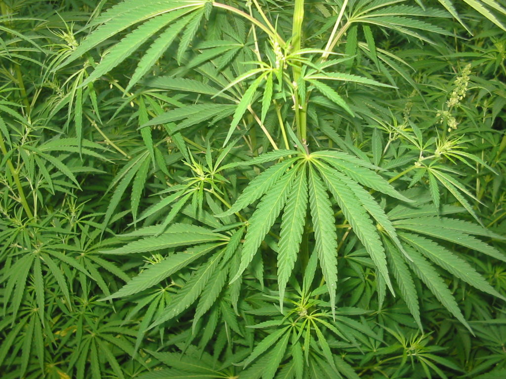 Huge cannabis farm discovered inside closed down Chinese restaurant near Charleroi