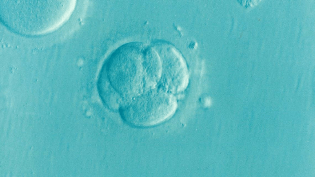 VUB reveals new IVF technique that doubles chance of pregnancy