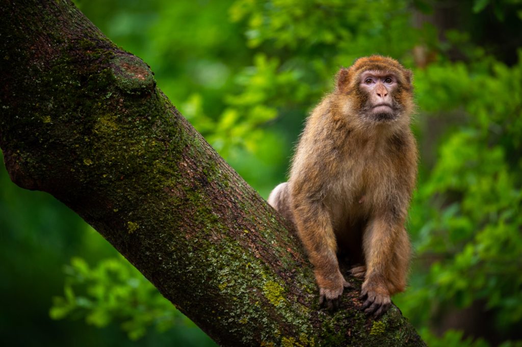 Flemish zoo takes in 7 illegally imported Barbary monkeys