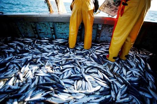 Europe has already exhausted its fish resources for 2019, says WWF