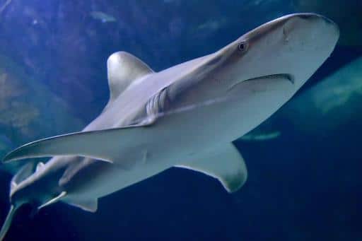 Illegal fishing, plastic waste could wipe out the Mediterranean’s sharks