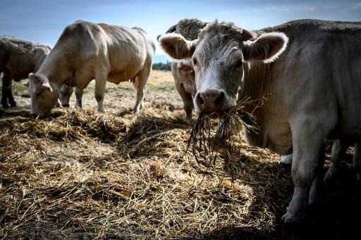 The European Commission relaxes farming regulations in response to the drought