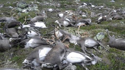 Climate change: Some 200 reindeer found dead in the Arctic