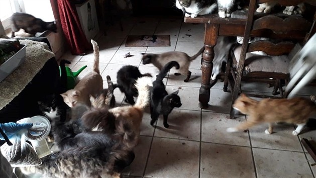 60 abandoned cats found in Belgian house