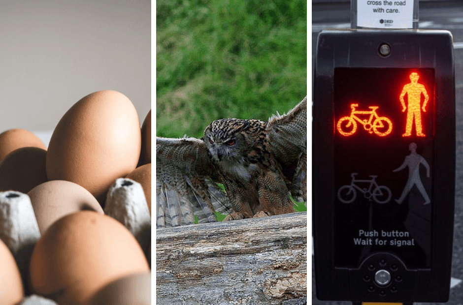 Belgium in Brief: Stop at the red light, organic recall and birds of prey