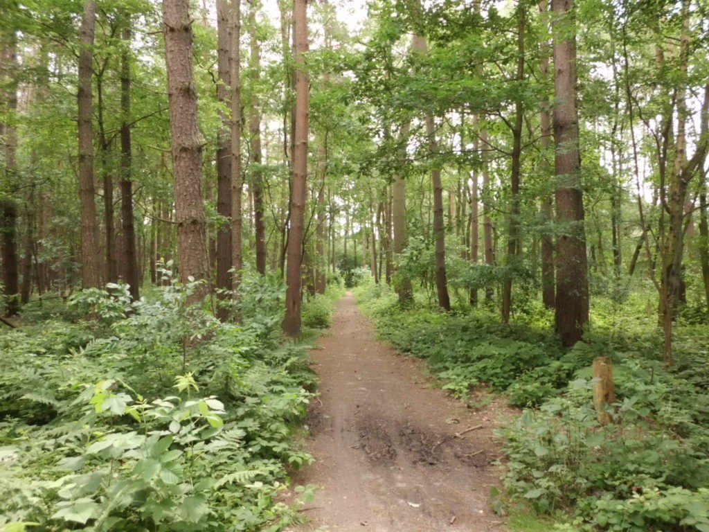 Flanders to give landowners up to €25,000 to create more woods