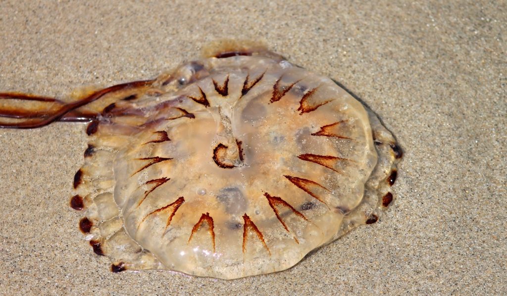 Compass jellyfish coming to the Belgian coast, officials warn