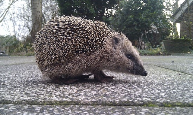 Hedgehog population declines in Brussels, Flanders, study says