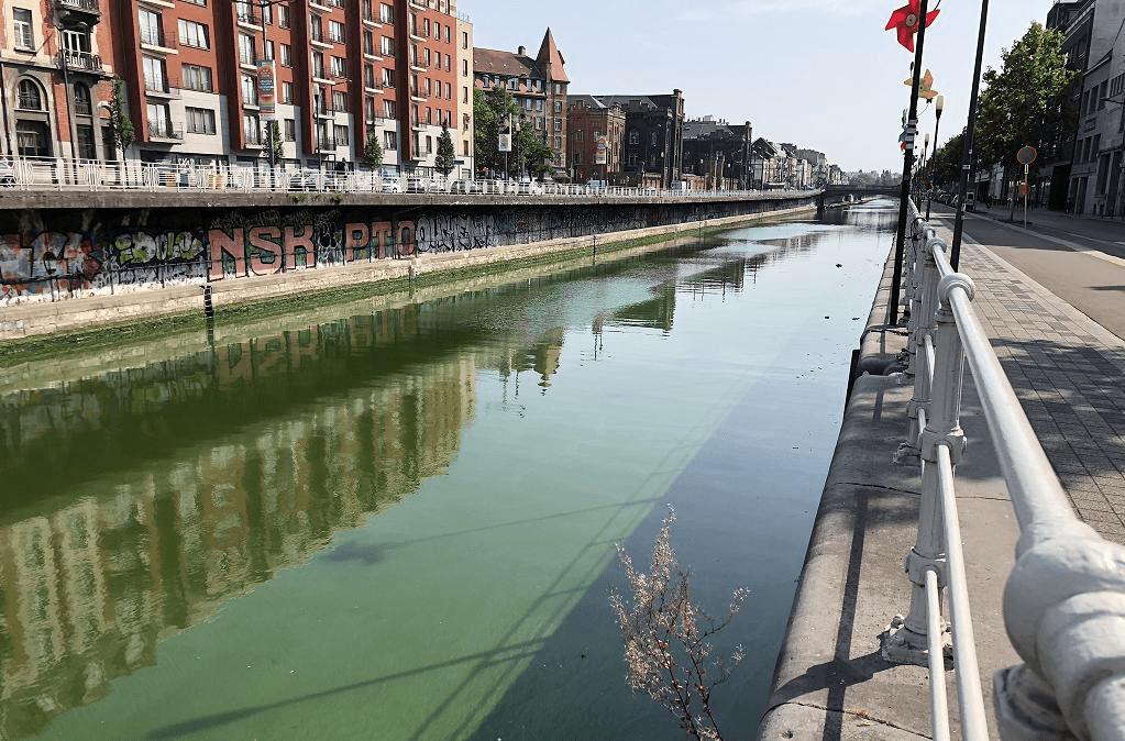 Toxic blue-green algae potentially found in the Brussels Canal