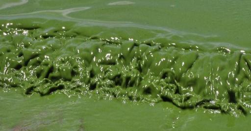 Water use, recreational activities banned in blue-green algae-infested waters