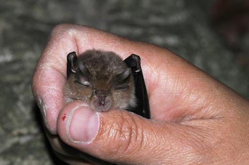 European Bat Night to be held in Brussels on 24 and 31 August