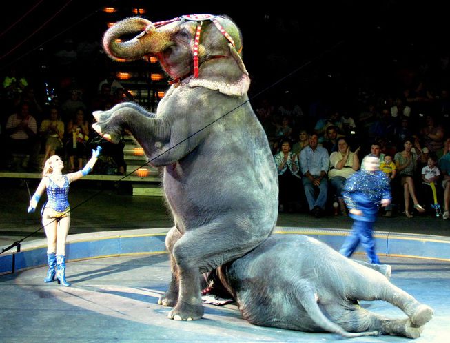 No more shows for Danish circus elephants