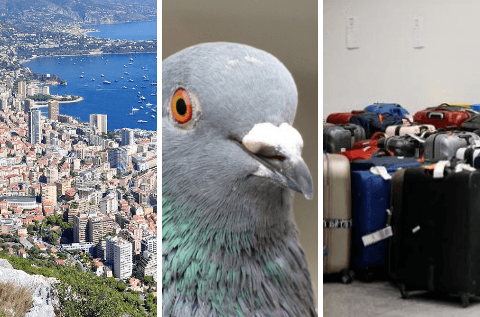 Belgium in Brief: Tax trouble, pigeon panic and more missing luggage