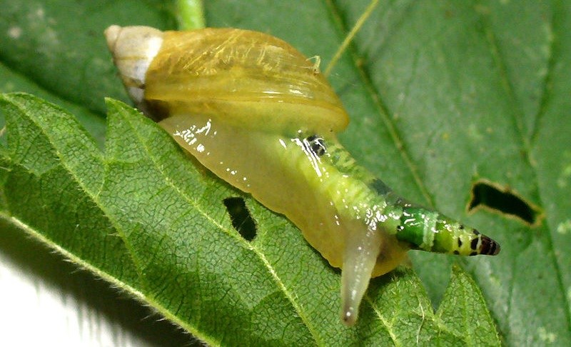 Subliminal parasites and zombie snails